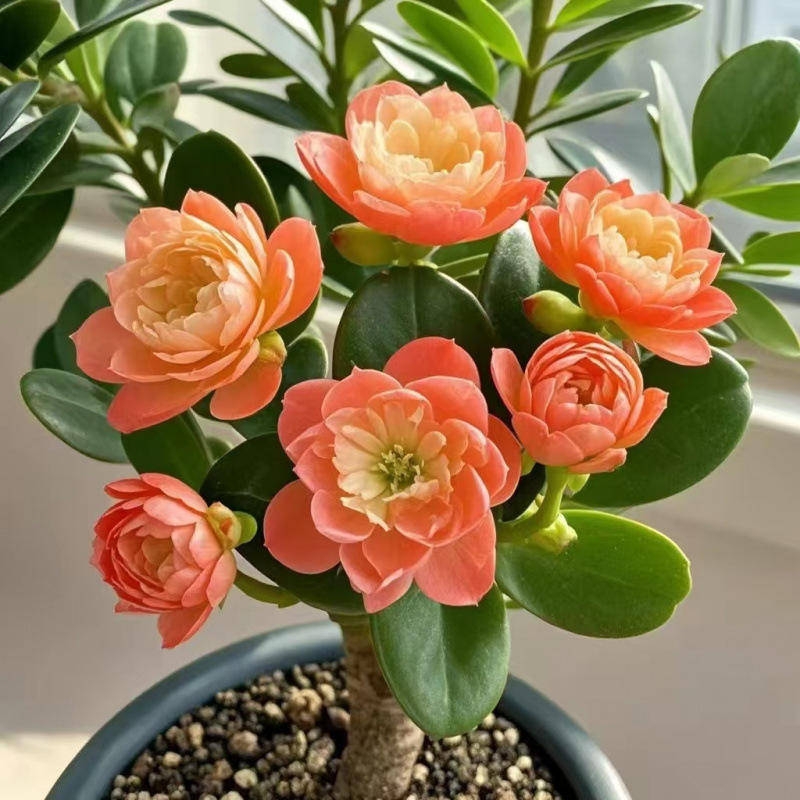 인기 추천 : [홍인] 그해에 피는 꽃丨사계절 상록수