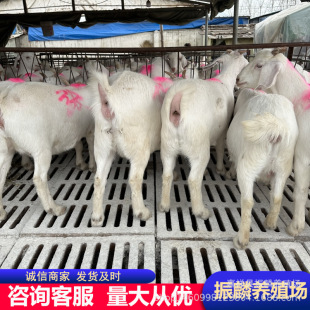 �������������r�� ��ɽ����r�� �������ɽ�����L����