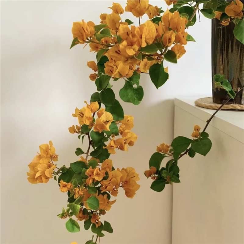Ciruela triangular planta en maceta nueva variedad de flores de flores de rosa balcón patio aire purificado cuatro estaciones flores bonsai