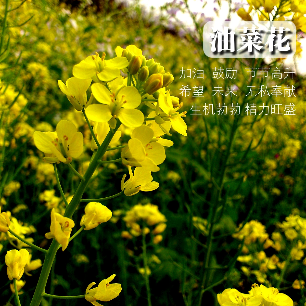 Декоративные семена рапса, морозостойкие, засухоустойчивые и устойчивые к падению ландшафтные цветочные семена рапса, ароматические семена цветов
