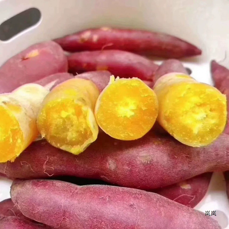 Сладкий картофель с золотым пальцем Lin'an Tianmushan Xiaoxiang картофель каштан маленький сладкий картофель