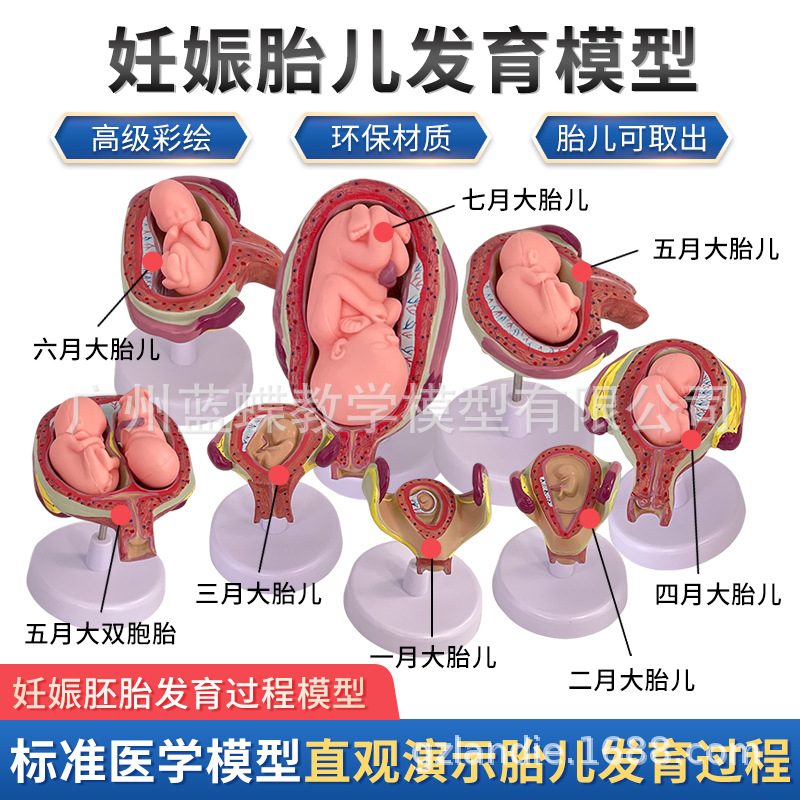 ������̥�γ�̥�����﷢�����̸������ӹ����ʸ��׼���չ��ѧģ��