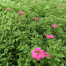 ��Ů�ѻ��繤�̾G����ľͥԺ�^�p�е��c�Y�҃����Լt�~�ѻ�����