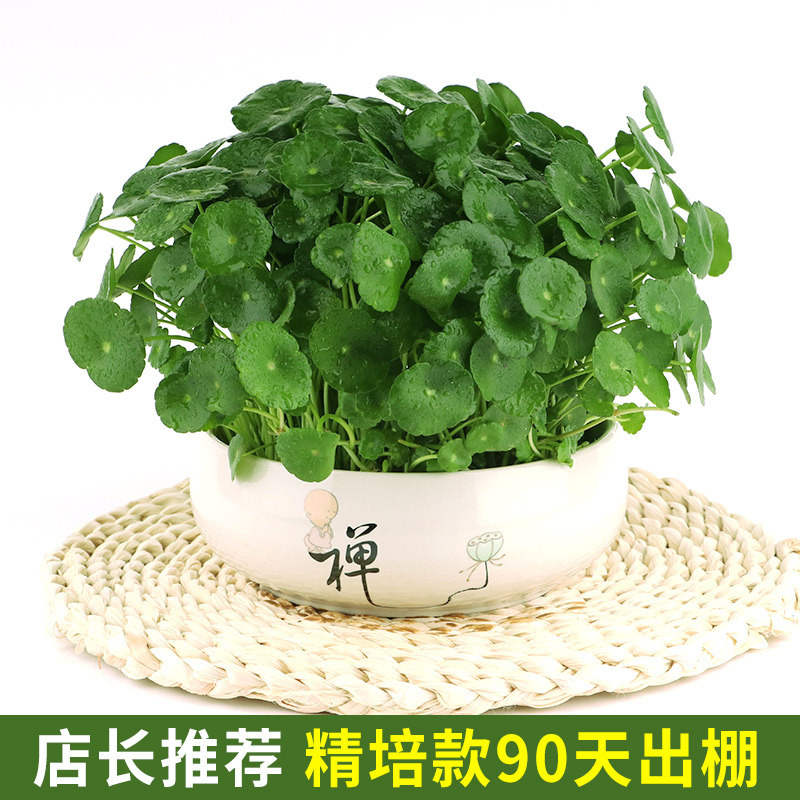 銅貨草水耕植物屋内オフィスデスクトップ鉢植え花四季常緑植物空気を浄化怠惰な人|undefined