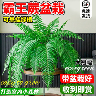 ����ާ�����L���~�����Iާ��˹�D����͏d�҃������ͺ����Gֲާ�