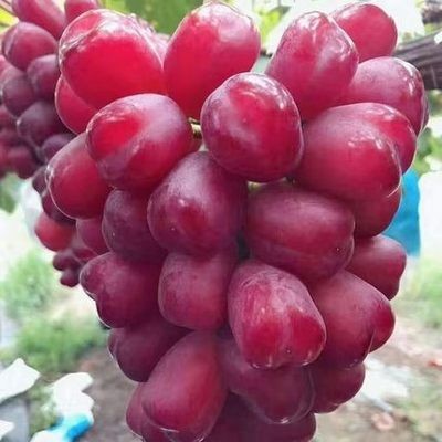 홍옌 5년생 모종 [올해의 성과] +30cm(포함)~40cm(제외)