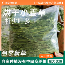 烘干小麦草袋装500g 兔子龙猫荷兰猪宠物通用零食牧草小麦苗厂家