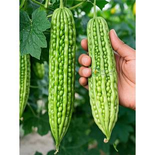 �͟��L�G��ϷN�ݸ߮a������ه���ѷN���̨�����߲��ش��紺�ļ�