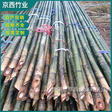 批发青海竹竿 青海竹子 菜园搭架细竹杆毛竹竿