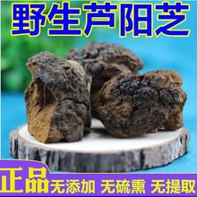 芦阳芝野生西藏原产泡水养生材芦阳芝大粒西藏芦阳苉灵芝K