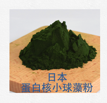 日本蛋白核小球藻粉