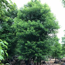 批发 多杆丛生香樟 大树20-40cm 特选樟树
