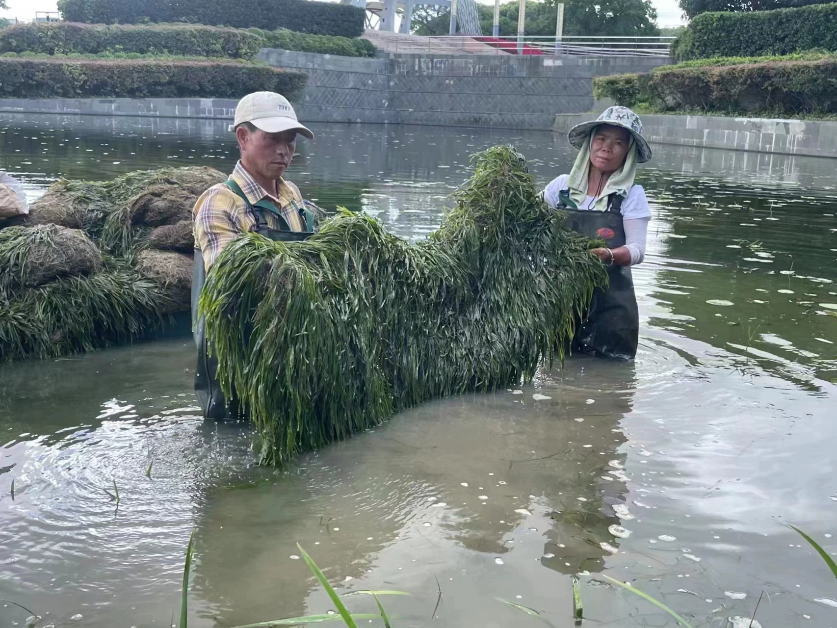 Производители продают горький дерн карлик вечнозеленый Vant ценовые уступки