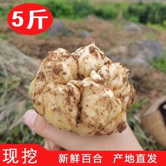新鮮で食用効果のある薬用と食用の同型ユリ、採れたての硫黄不使用のほんのり苦い農家産の白いユリ
