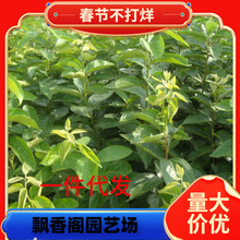 一件代发当年结果柿子苗批发热销 磨盘柿子苗 日本次郎柿子苗价格