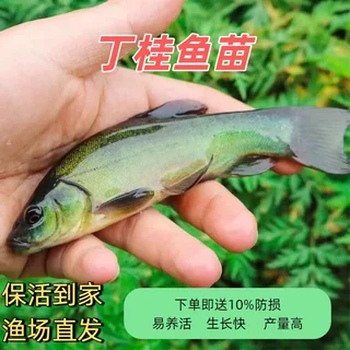 特大丁桂鱼苗丁贵丁须岁鱼冷水淡水养殖食用耐寒抗冻鱼苗批发包活