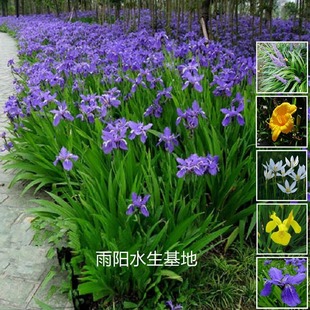 Siberian Iris Seedlings, Emergent Plants, Pond Mallan, Aquatic Banana, Oriole Tail, Large-Flowered Daylily, Butterfly Orchid