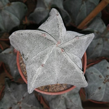 ����ֲ�����l ������ǰ�ɳ�[�P��6-8cm ������ ��� ��������