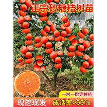 ɳ�ǽ��Ә���o��ɰ�����Ә���޽Ӽt���˹�����������ϱ����Nֲ