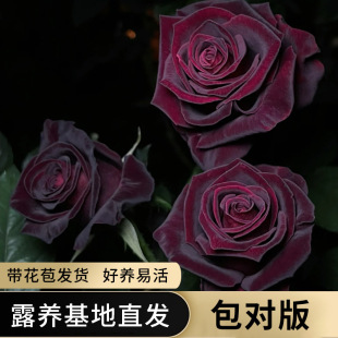 Black Buck Rose Flower Seedlings Are Easy to Grow in the Courtyard and Balcony. Potted Green Plants Bloom in All Seasons with Buds and Fragrant Roses