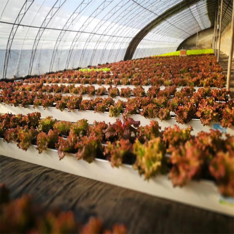 Vegetales sin suelo Un estante tanque de plantación tridimensional de varios tamaños y modelos de vegetales de hoja suministrados por fabricantes de tubos cuadrados hidropónicos image 3