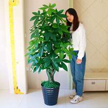 �٘�lؔ�����Ϸ���ֲ�����������҃ȴ��͔[�O�͏d�b��辰�����