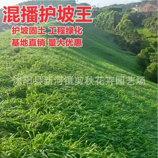 Lawn Grass Seeds, Evergreen Ryegrass, Tall Fescue Seeds, Slope Protection, Soil Fixation, Cold Resistance, Pruning-Free, Step-Resistant Green Grass Seeds