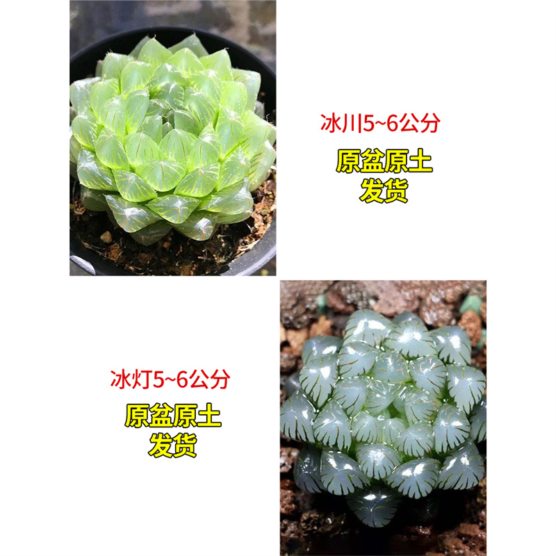 빙하 + 얼음 조명 (저희 매장의 인기 상품)