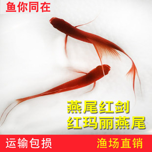�t���~�t���~С�͟Ꭷ��ˮ�~��ȸ�~���]�Pβ�����^�p�~���w����