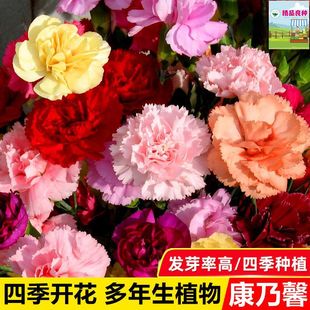 �ذ꿵��ܰ�N���׷N��������̨�҃������ļ��_��ֲ�ﻨ�N����