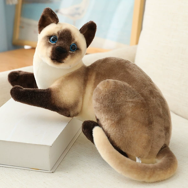 Lying Siamese cat