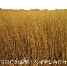 ������������һ��������������ֲũ����30-60���֡���ȫ��������