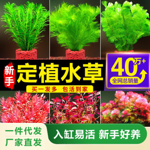 Fish Tank Aquatic Plants Real Grass Landscaping Volcanic Stone Hydroponic Centipede Grass Negative Purification Water Quality Green Chrysanthemum Water Banyan Package