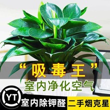铂金钻盆栽绿公主水培花卉绿植物除甲醛室内绿萝竹柏桌面净化空气