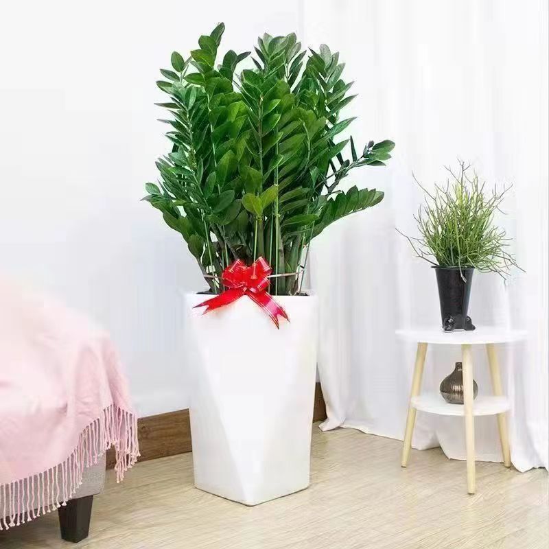 Money Tree Potted Plant, Extra-Large, Large Pot, Indoor Easy-To-Care-For, Suitable for Lazy People, Long-Lasting, High-End for Living Room