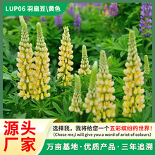 源头厂家批发羽扇豆种子鲁冰花种子春秋播种四季易活庭院花卉种子