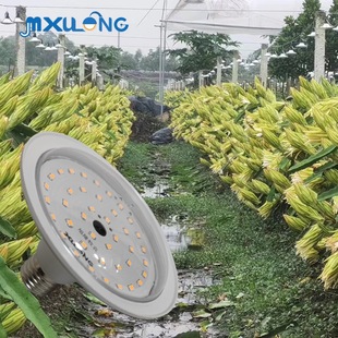 ֲ���a�������������{ݮ�������a���LEDֲ�����L����¡���r