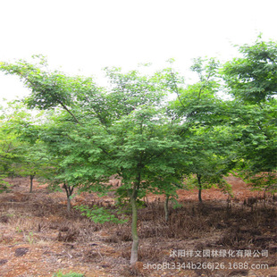 Chicken Claw Maple Sapling Base Direct Sales Garden Courtyard Greening Colorful Maple Tree Landscape Tree
