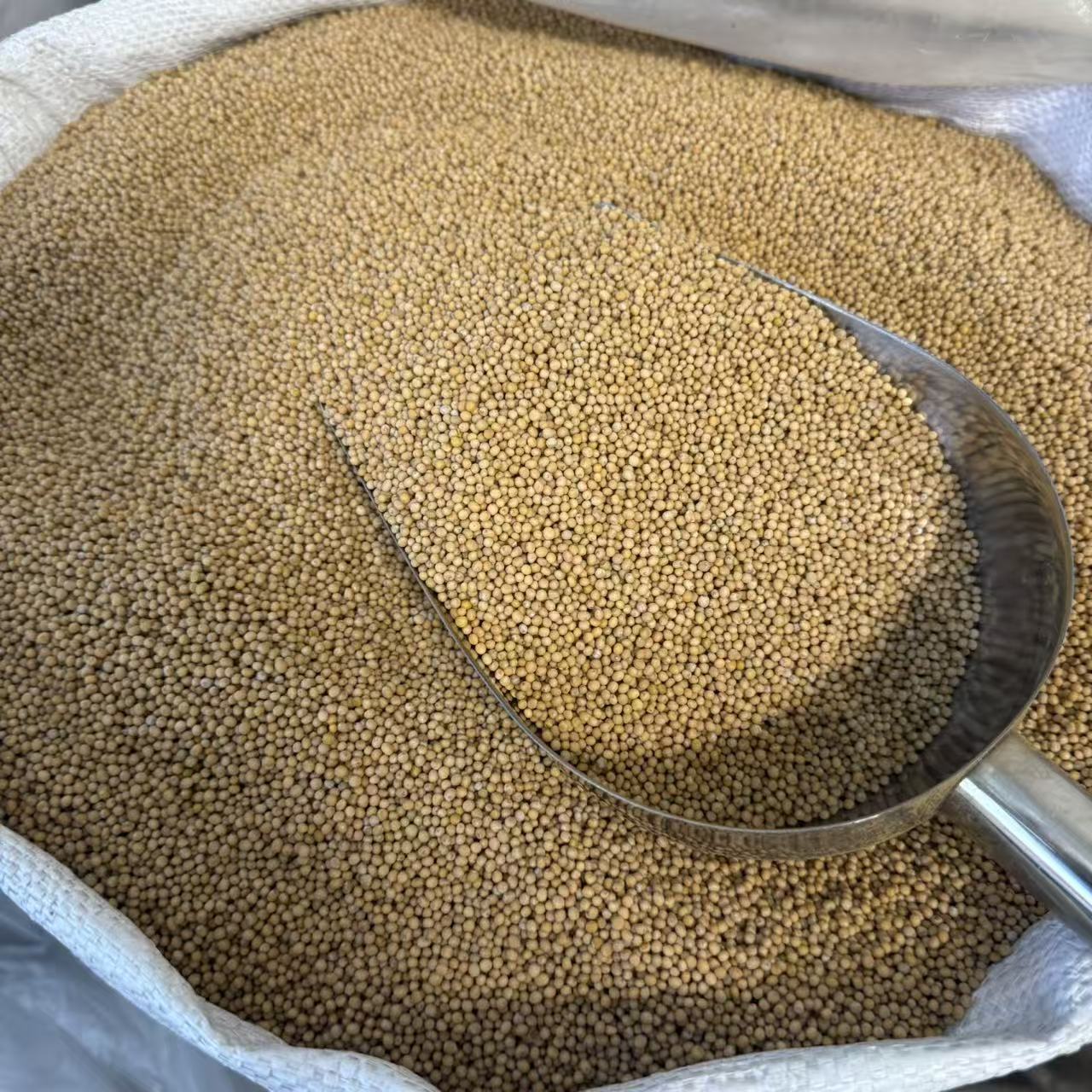 White Mustard Seed Bai Jie Zi 500g Dried Herbal Granules for Traditional Decoctions quality and texture