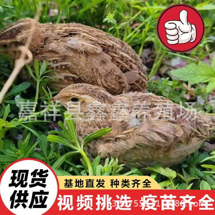 Разведение домашних перепелов на балконе, разведение перепелов, которые несут яйца каждый день, и продажа живых желтоголовых цыплят-перепелов с ферм.