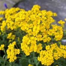 ɢbͥNӶ޸NѴﲥN@־G^ܷN