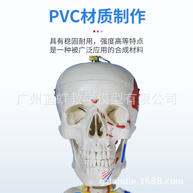 ��ѧ170CMȫ���������ģ�͸������ʹ������٤�ؽڿɲ�ṹ�Ǽ�