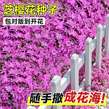 芝樱花籽种子地被植物低矮太阳花种四季播种开花室外庭院花卉草籽