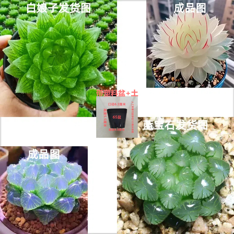 백사 + 사파이어 [조합] 의미: 사방에서 오는 부