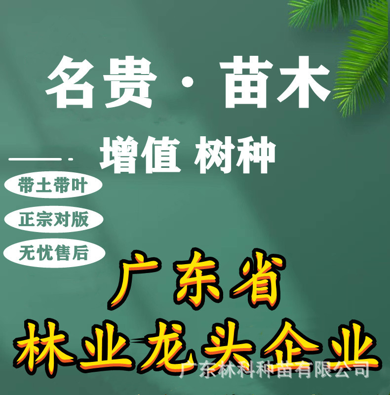 名贵树木金丝楠木树正宗奇楠沉香树海南黄花梨树珍稀小叶紫檀酸枝