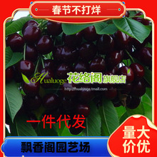 ЇĴСҘrҘشԵϱNֲ