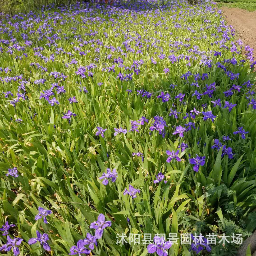 地被植物 蓝花鸢尾 德国鸢尾花 蝴蝶兰 绿化花卉裸根成活好-阿里巴巴