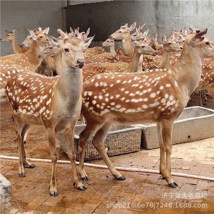 Живой просмотр Sika олень домашнее Sika олень Цена Sika олень рыночная цена сколько это Sika рога