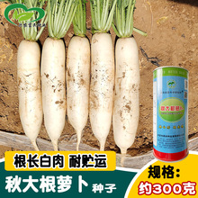 闽南秋大根萝卜种子 洁白根长夏秋播韩白萝卜种子 菜园蔬菜孑