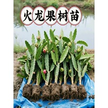 红心火龙果嫁接果苗盆栽南北方四季种植水果树苗阳台庭院当年结果